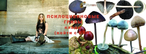 амф Каменногорск